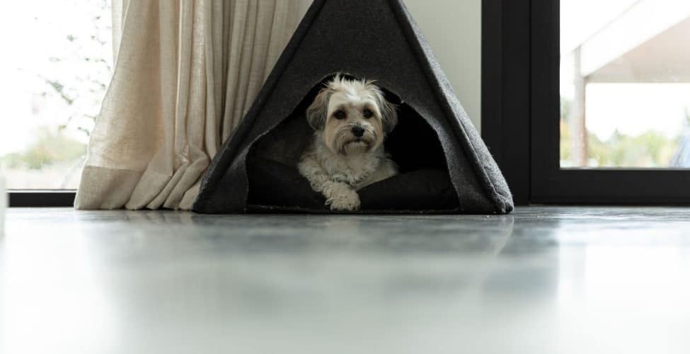 gietvloer krassen hond