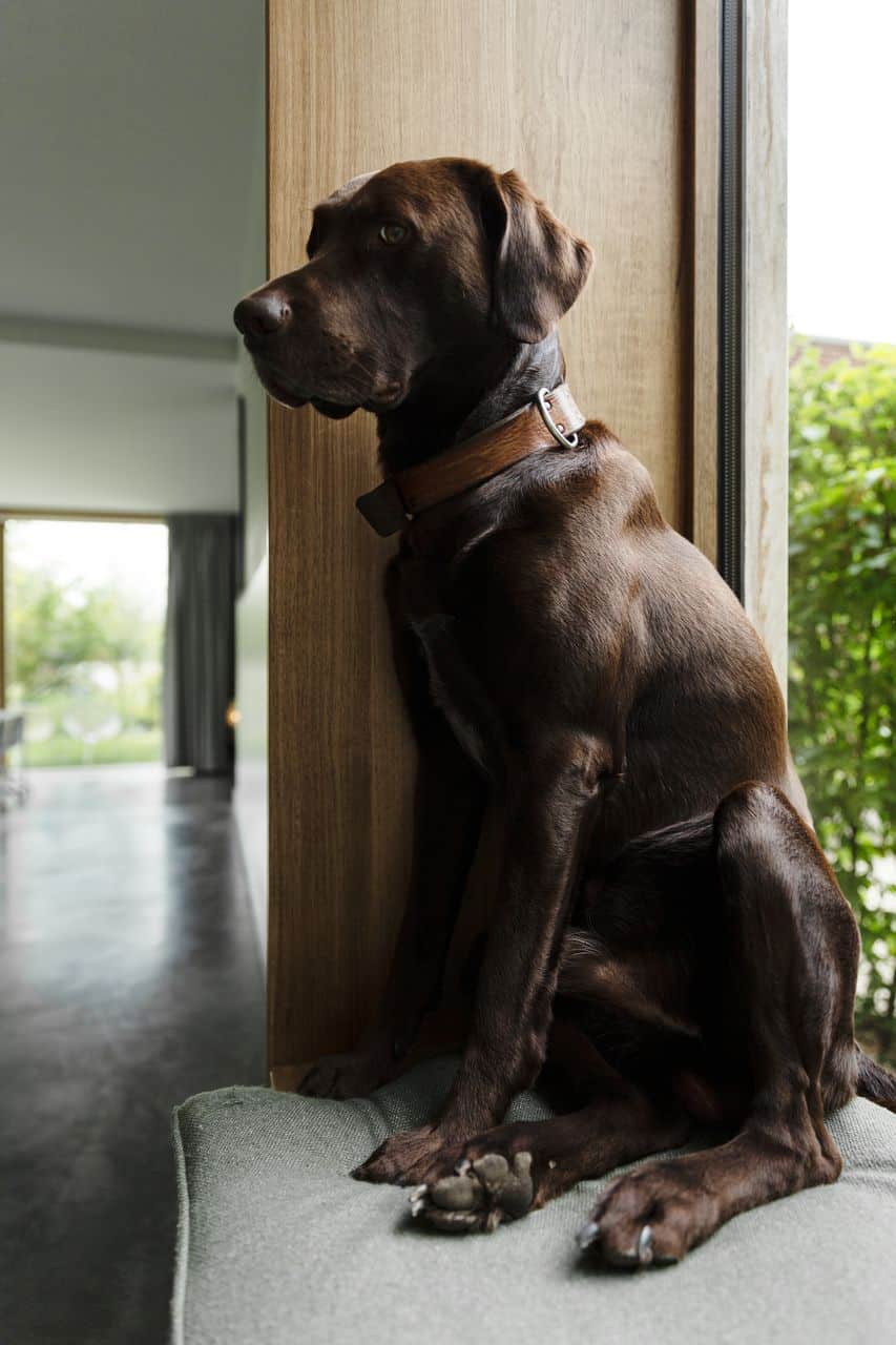 gietvloer krassen hond