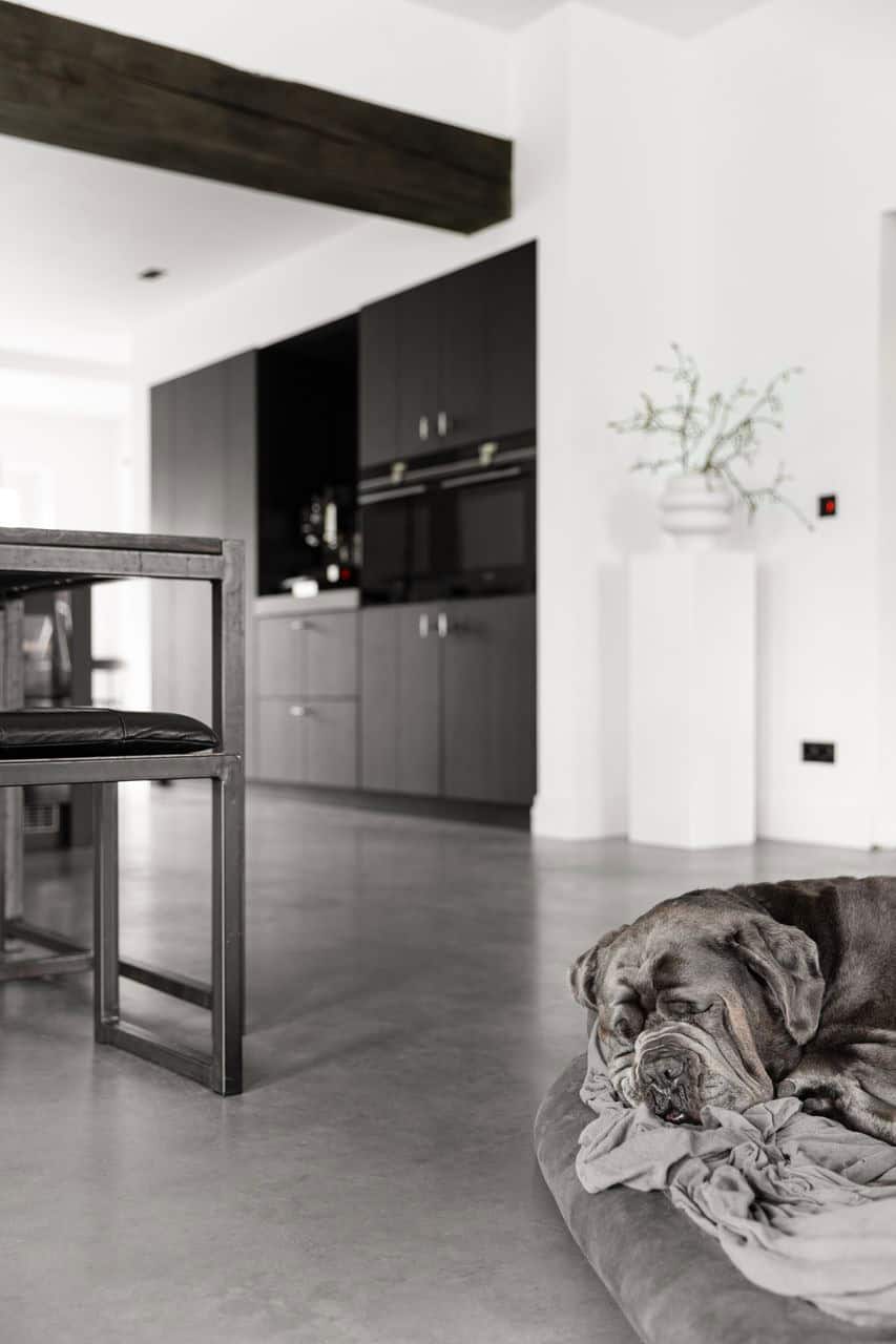 gietvloer met honden