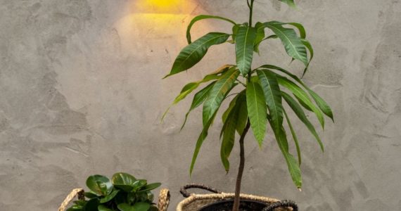 Kleiwanden van American Clay met robuuste structuur in een poolhouse in Cuijk.