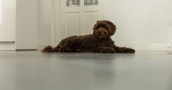 gietvloer hond krassen